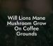 Will Lion's Mane Mushroom Grow On Coffee Grounds