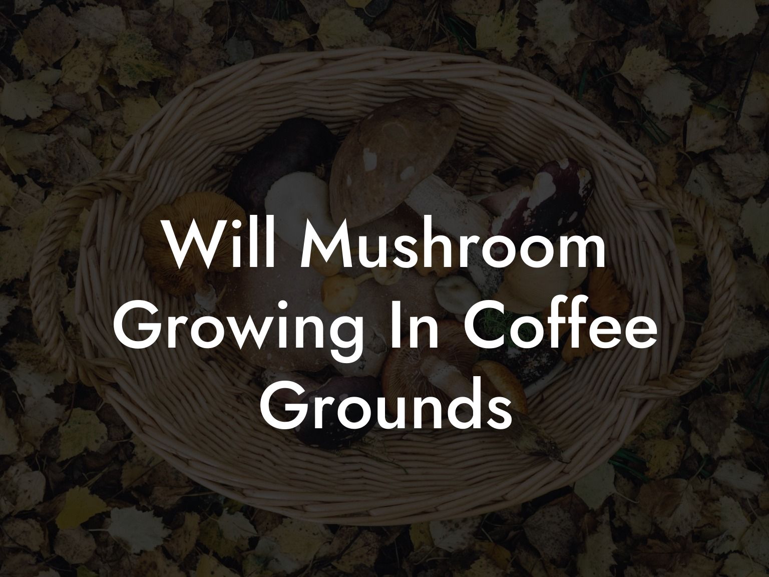 Will Mushroom Growing In Coffee Grounds